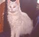 Maine Coon Hope