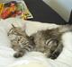 Maine Coon Molly