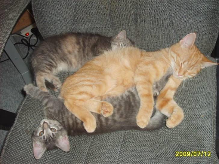 Huskat Grå mis (R.I.P) - Her ligge jeg sammen med min pleje søster  billede 5