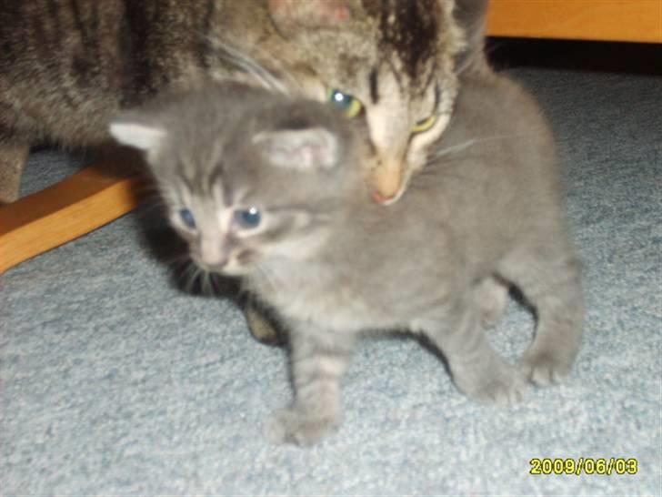 Huskat Grå mis (R.I.P) - Jeg må ikke være der for min pjelemor billede 6