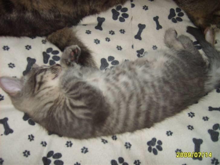 Huskat Grå mis (R.I.P) - Jeg sove billede 7