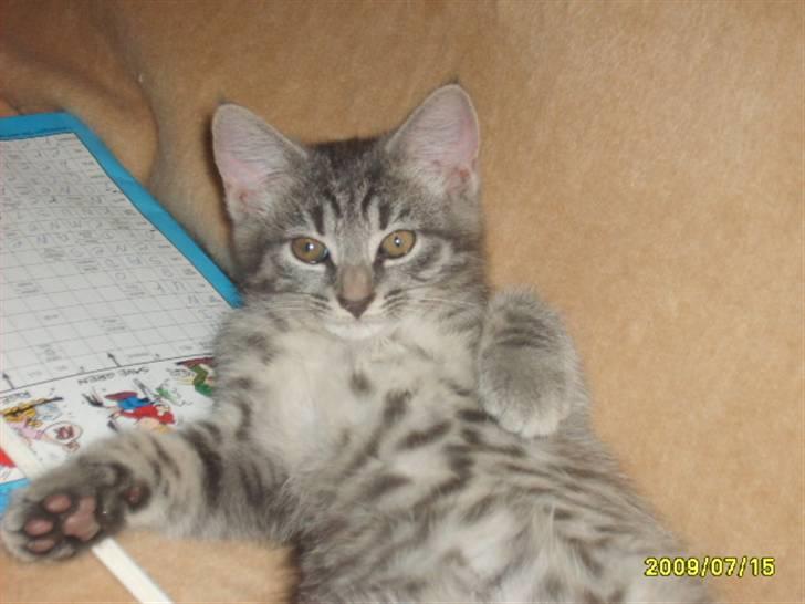 Huskat Grå mis (R.I.P) - Mig  billede 8