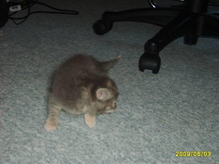 Huskat Pjevs(R.I.P) - Mig som lille billede 1