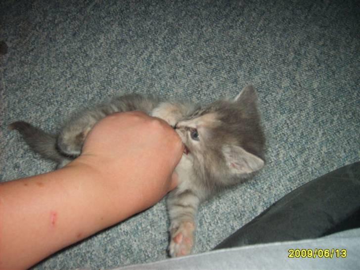 Huskat Pjevs(R.I.P) - mig da leje billede 2