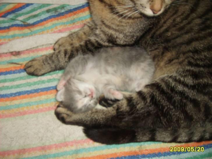 Huskat Pjevs(R.I.P) - Her ligge jeg sammen med min mor billede 3