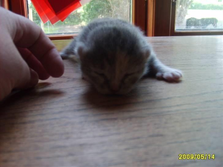 Huskat Pjevs(R.I.P) - her er har jeg lige fået øje billede 4