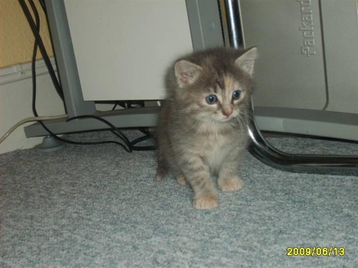 Huskat Pjevs(R.I.P) - Mig  billede 5