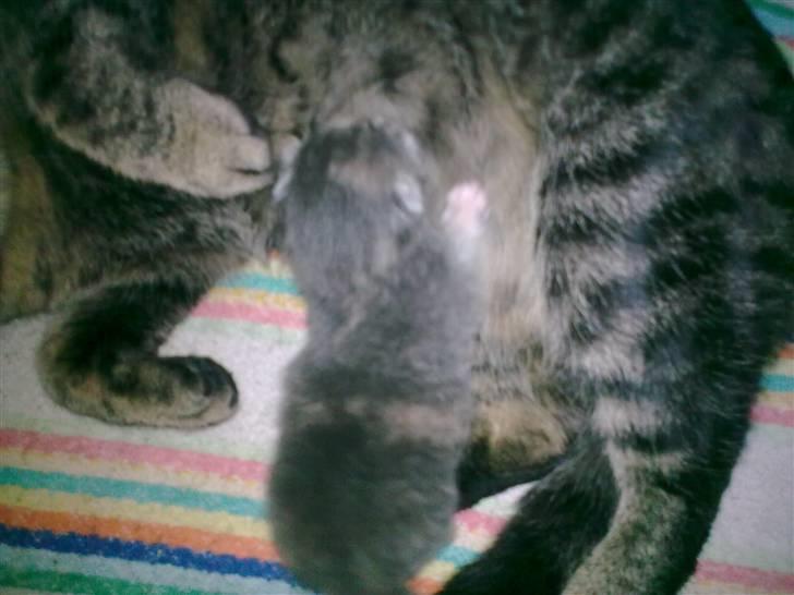 Huskat Pjevs(R.I.P) - skal lige have noget at drikke  billede 6