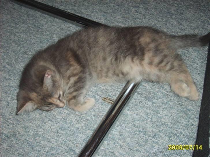 Huskat Pjevs(R.I.P) - Mig igen  billede 7