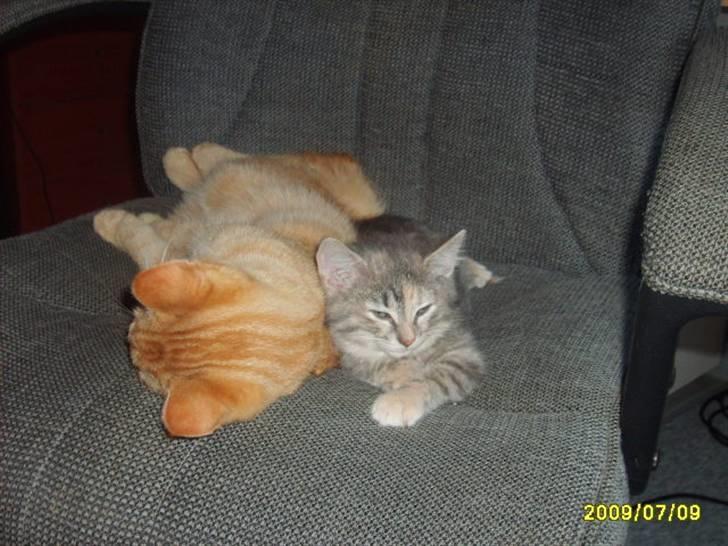 Huskat Pjevs(R.I.P) - Jeg ligge sammen med min pjele søster billede 8