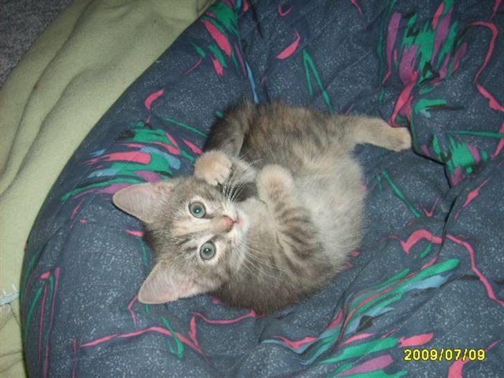 Huskat Pjevs(R.I.P) - Jeg har ikke lave noget  billede 9