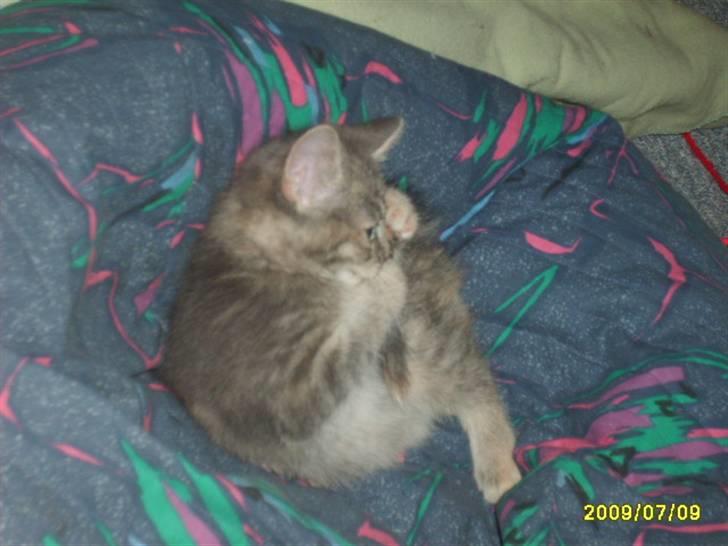 Huskat Pjevs(R.I.P) - vaske mig selv billede 10