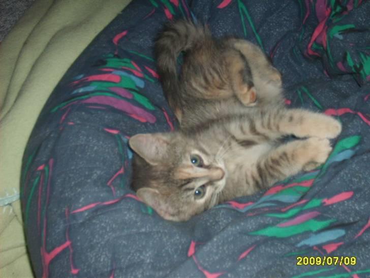 Huskat Pjevs(R.I.P) billede 11