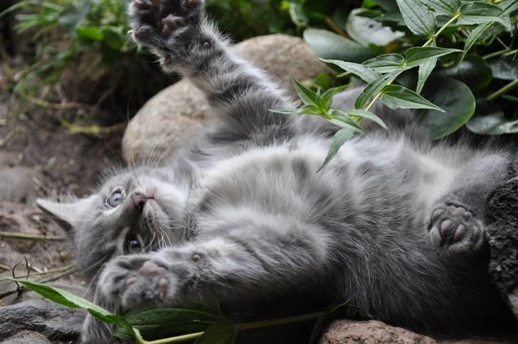 Blanding af racer Oskar billede 12