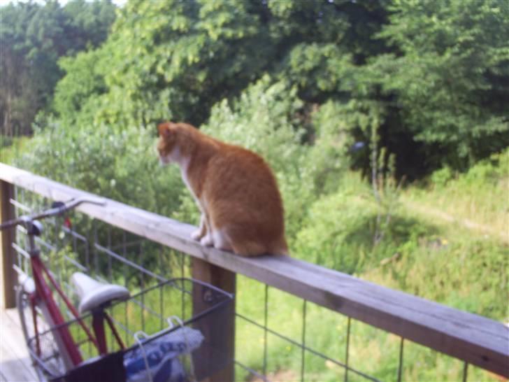 Huskat ~~Lion~~ billede 9