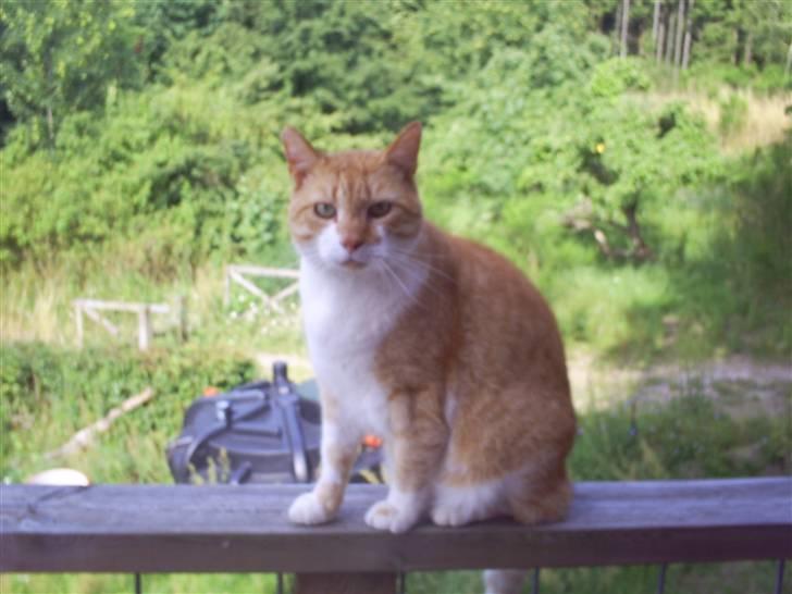 Huskat ~~Lion~~ billede 10