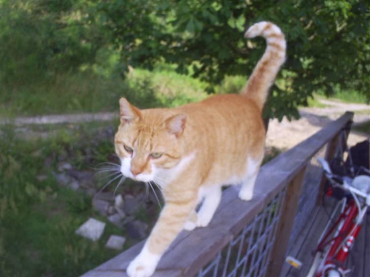 Huskat ~~Lion~~ - lion er hypper på galenderet!!! billede 11