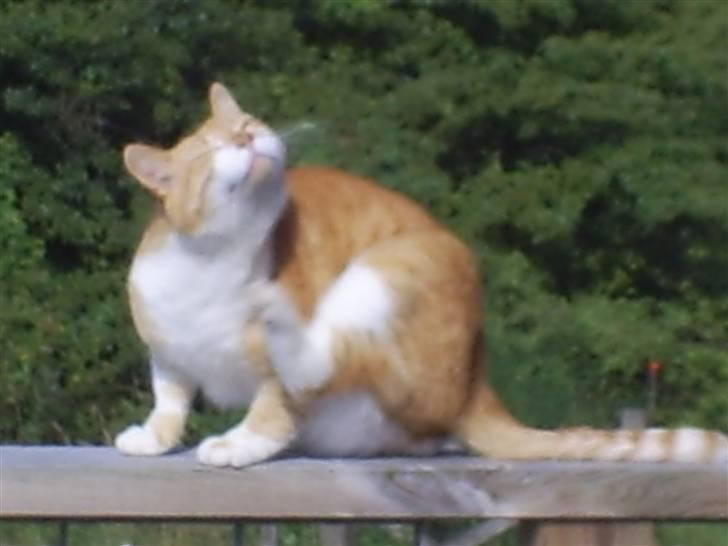 Huskat ~~Lion~~ billede 12