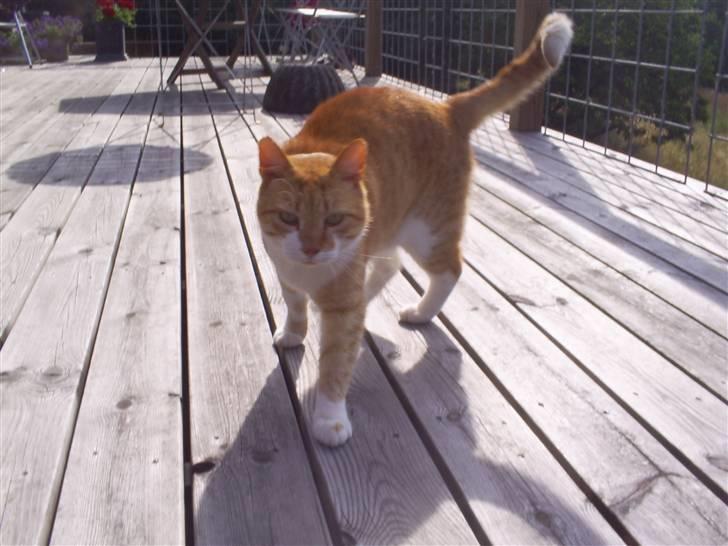 Huskat ~~Lion~~ billede 13