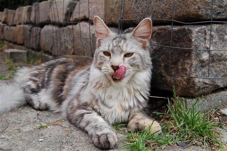 Maine Coon Kiki P ( Kiksen) billede 8
