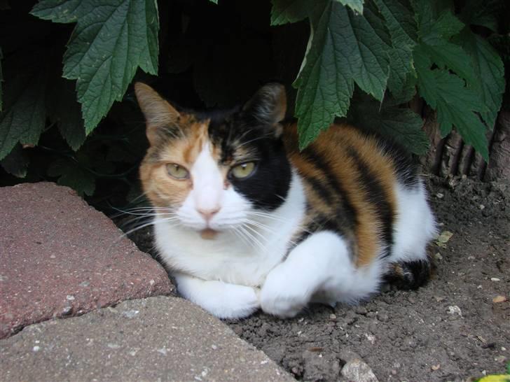 Huskat Josse billede 13