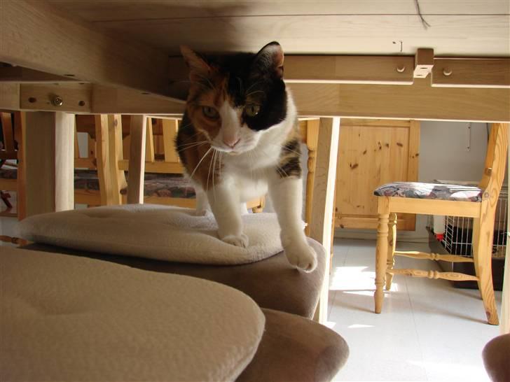 Huskat Josse billede 14