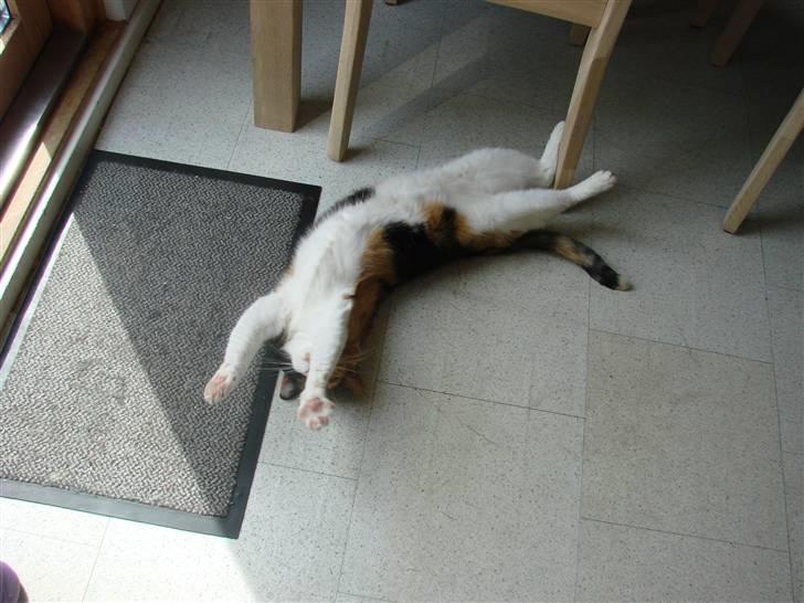 Huskat Josse billede 15