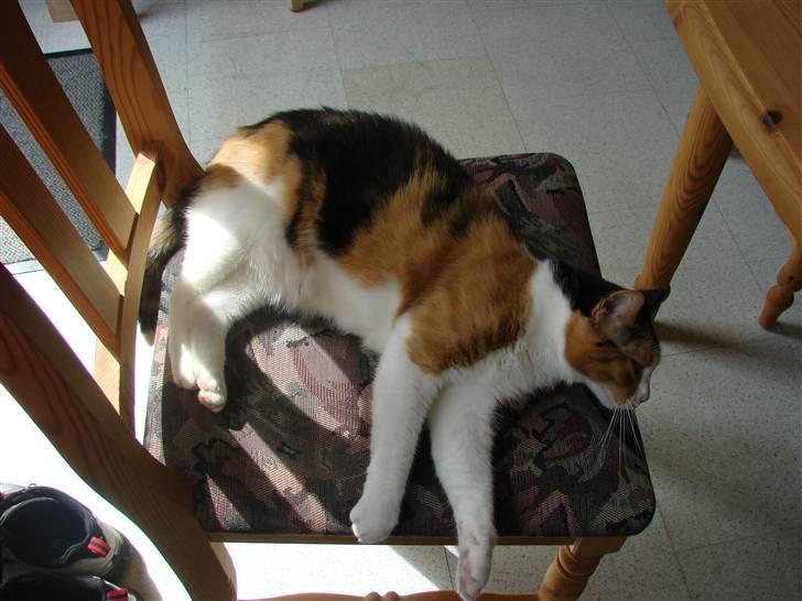 Huskat Josse billede 16