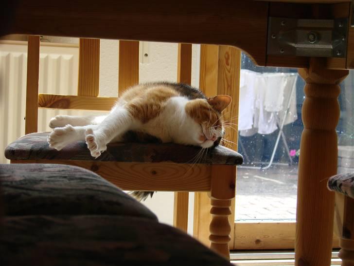 Huskat Josse billede 17