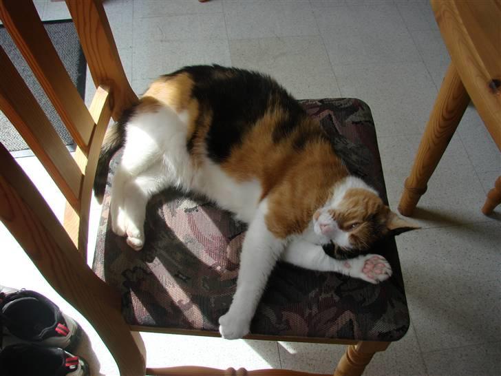 Huskat Josse billede 18