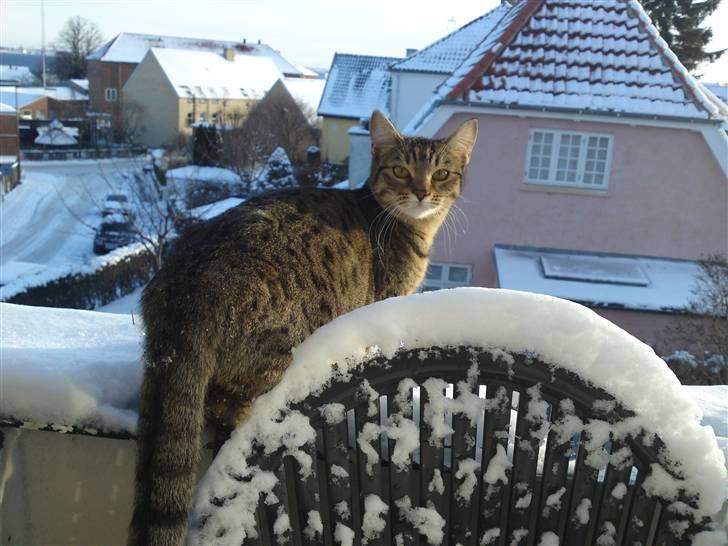 Bengal Blanding Miss MacyTILSALG billede 11