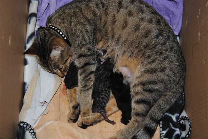 Bengal Blanding Miss MacyTILSALG billede 12