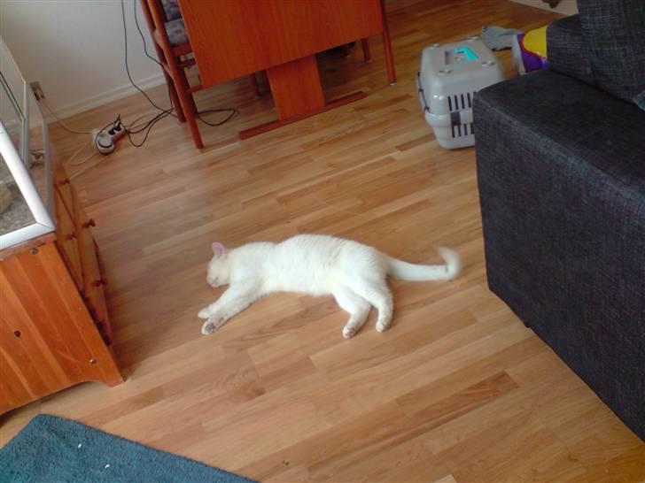 Huskat Albert billede 2