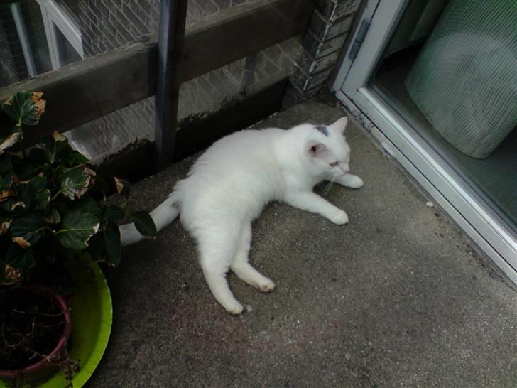 Huskat Albert billede 3