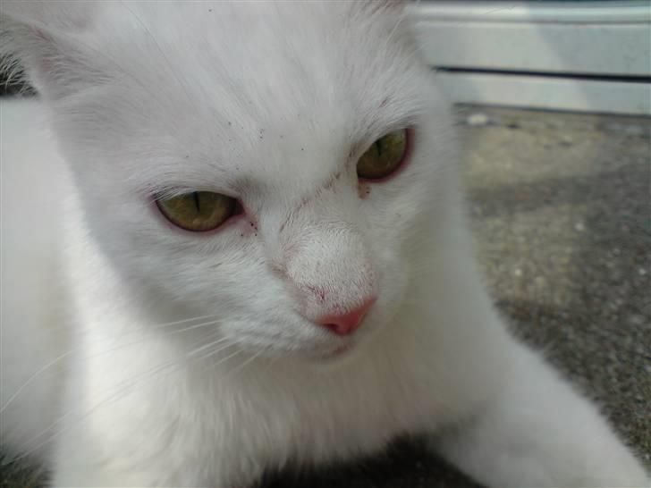 Huskat Albert billede 4