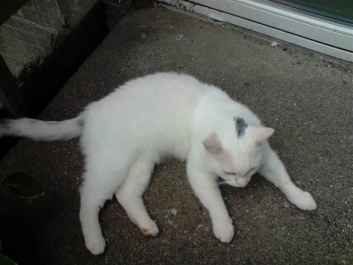 Huskat Albert billede 5