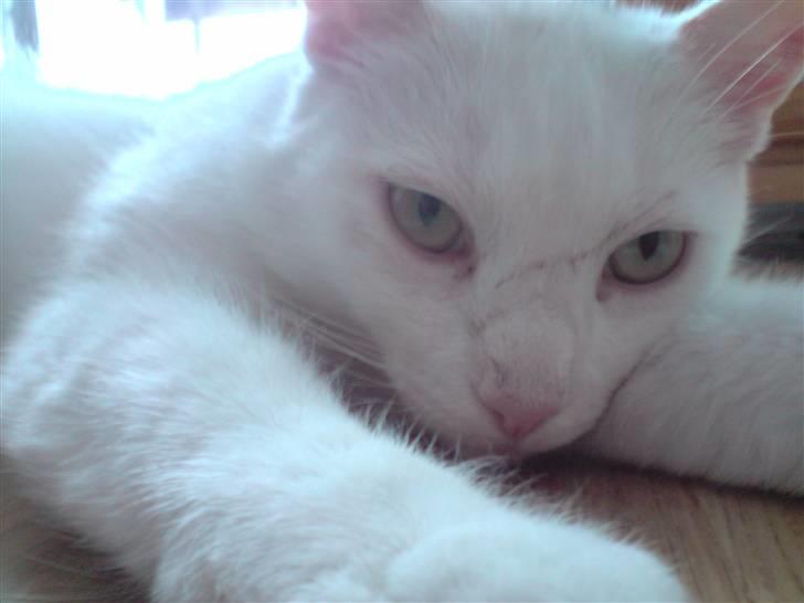 Huskat Albert billede 6