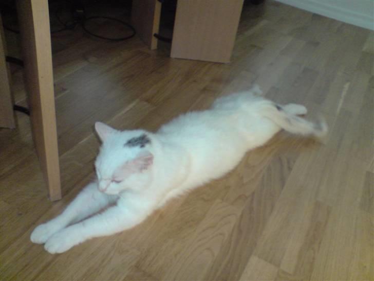 Huskat Albert billede 7