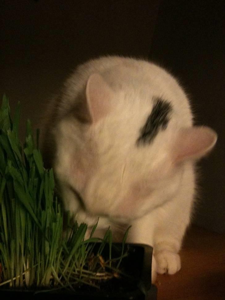Huskat Albert billede 8