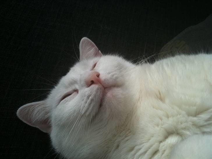 Huskat Albert billede 9