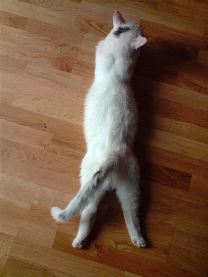 Huskat Albert billede 10