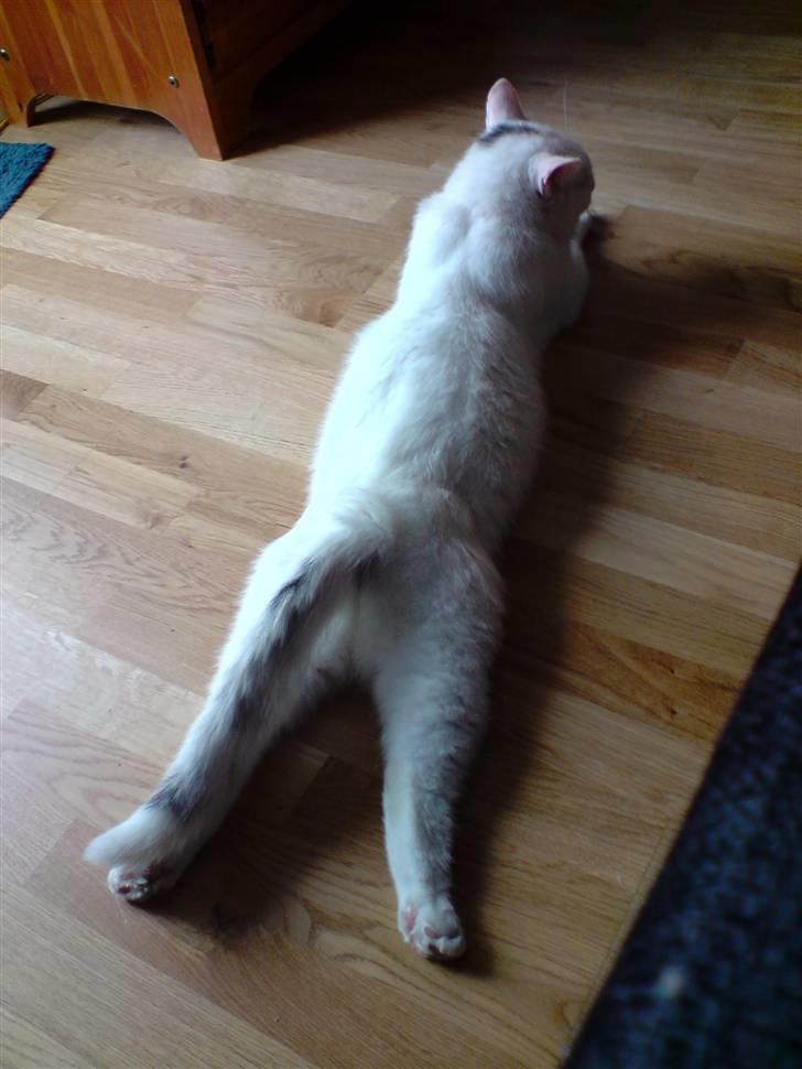 Huskat Albert billede 11