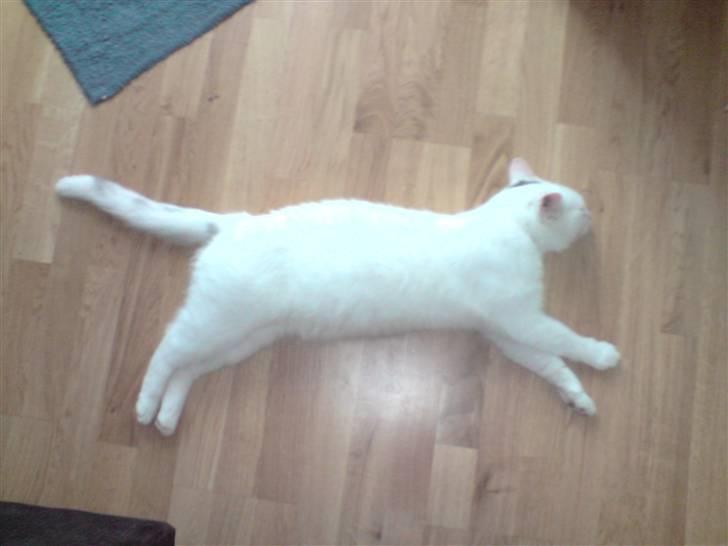 Huskat Albert billede 12