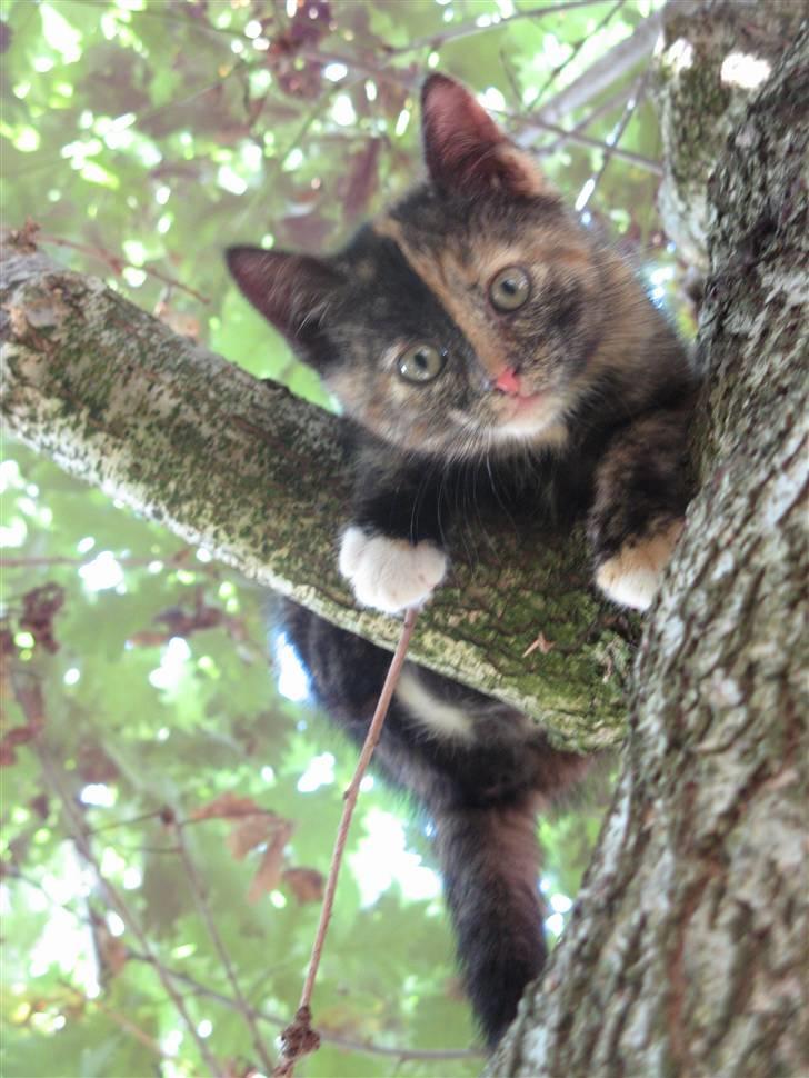 Blanding af racer ????  - 1) Velkommen til profilen ( d. 16/7 2009 ) billede 1