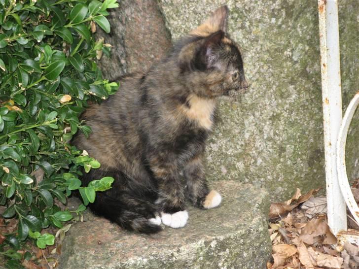 Blanding af racer ????  - 2) ( d. 16/7 2009 )  billede 2