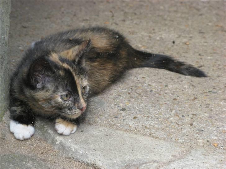 Blanding af racer ????  - 3) ( d. 16/7 2009 ) billede 3