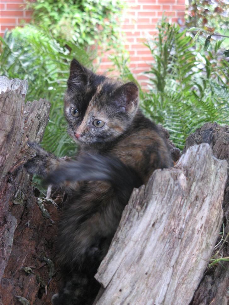 Blanding af racer ????  - 4) ( d. 16/7 2009 )  billede 4