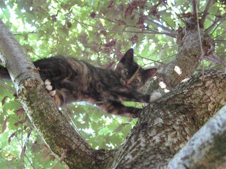 Blanding af racer ????  - 5) Udforsker træet på egen hånd :) ( d. 16/7 2009 )   billede 5