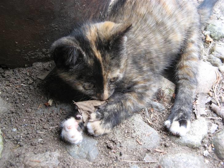 Blanding af racer ????  - 6) ( d. 16/7 2009 )  billede 6