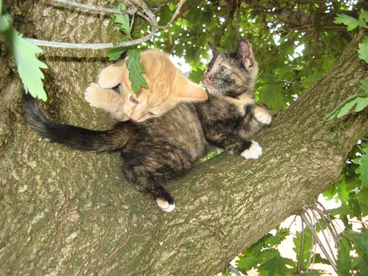 Blanding af racer ????  - 7) Sammen med sin bror i træet ( d. 16/7 2009 ) billede 7